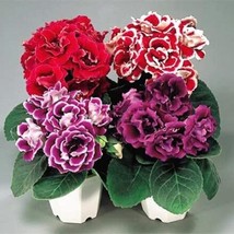 100 pcs Gloxinia Plant Seeds - Mixed Red White-Purple Red-White Dark-Purple Colo - £6.38 GBP