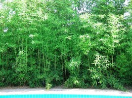 Seabreeze Bamboo Bambusa Malingensis 1 Gallon Sz–Clumping Variety–Non-In... - £63.14 GBP