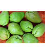 Chayote Squash Seeds for Garden Planting 25+ Seeds - $13.98