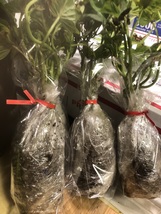 12 Rooted Okinawa Sweet Potato Seedlings order yours now .Priority (2 or... - $21.25