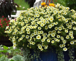 Hybrid Easy Wave Yellow Spreading Petunia Seeds S_S - £6.67 GBP