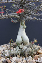 BStore 10 Seeds Store Euphorbia Pedilanthoides @ Exotic Madagascar Succulent Rar - £15.76 GBP