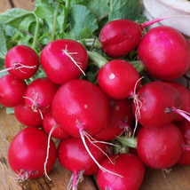 Champion Radish Seeds 200 Ct Vegetable Garden Non-Gmo From US - $8.62