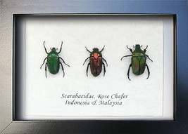 Set Real Jewel Beetles Rose Chafer Framed Entomology Museum Quality Shadowbox - $69.99