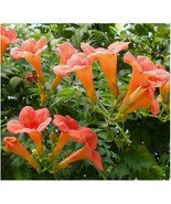 100 Seed Flower Vine Perennial Trumpet Creeper Campsis radicans - $5.90