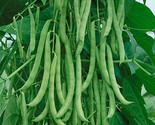 Kentucky Wonder POLE Green Bean Seeds, NON-GMO, FREE SHIPPING - £1.82 GBP+