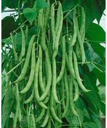 Kentucky Wonder POLE Green Bean Seeds, NON-GMO, FREE SHIPPING - £1.78 GBP - £16.34 GBP