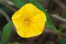 Hot Seeds Merremia Tuberosa, Wood Rose Vine Yellow Flower Morning Glory Ipomoea - £10.27 GBP