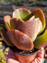 Echeveria Fireball (4&quot; pot) - £8.59 GBP