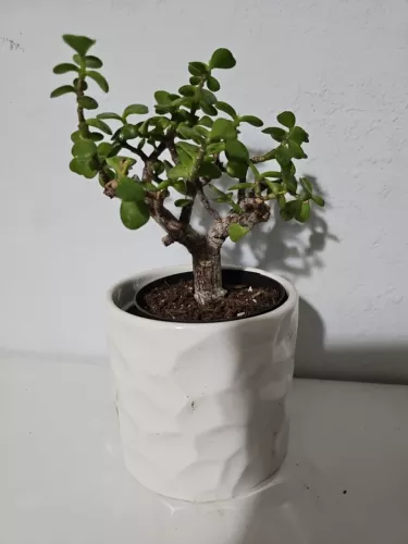 Portulacaria Afra Variegata Elephant Bush Starter Bonsai Live Plant In 4... - $1,051.77 MXN