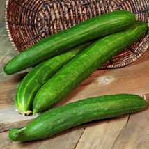 25 Seeds Tasty Green Cucumbers Planting Pickling Garden - £5.80 GBP