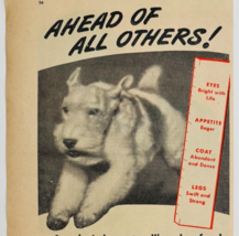 1947 Gaines Meal Dog Food Advertisement Wire-Haired Fox Terrier Vintage ... - $467.16 MXN