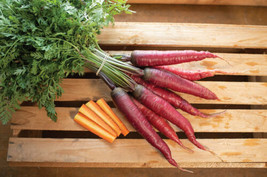 THJAR 500+ Dragon Carrot Seeds For Planting Exotic Color And Delicious Taste - £13.83 GBP