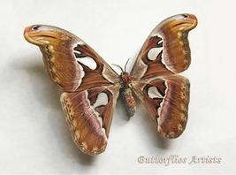 Snake Head Attacus Atlas Female XL Moth Framed Entomology Collectible Sh... - £108.38 GBP