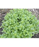 KKG Oregano Italian 20 Seeds Healthy N Tasty Herb Fresh Garden - €6,75 EUR