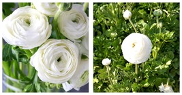 Ranunculus asiaticus Tecolote &#39;White&#39; Persian Buttercup Flower 10 Bulbs - £27.52 GBP