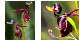 Flying Duck Orchid Plants Seeds 600 Seeds Gardening  - £22.00 GBP