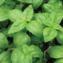 Italian Large Leaf Basil Seeds Sweet Basil Seeds Italian Basil Dark Green Basil  - $7.90