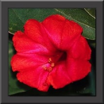 40 Scarlet Red Four O Clock Mirabilis Jalapa Perennial Flower Seeds Fresh Seeds  - £18.77 GBP