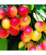  Rainier Cherry Stratified Tree 20 red yellow sweet fruits Seeds - $6.00