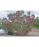 Desert Willow 100 Seeds Orchid Like Flowers Tree/Bush  Chilopsis Lineari... - €13,73 EUR