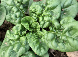 New Fall Garden Seeds 300 Bloomdale Spinach Seeds Heirloom/Non Gmo Ts - £4.69 GBP