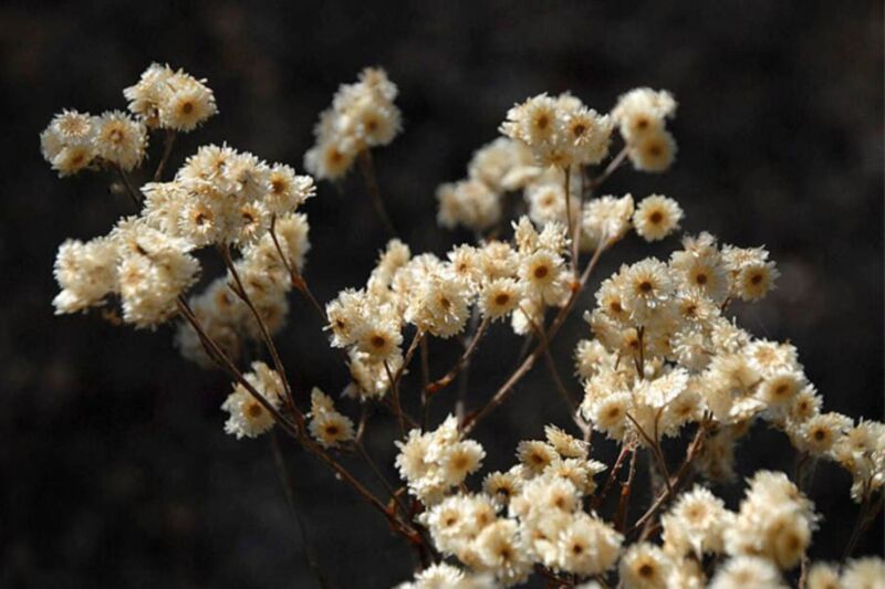 100 White Sweet Everlasting Gnaphalium Obtusifolium Butterfly Flower Herb Seeds  - $8.35