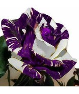 Purple white rose flower seeds - 20 seeds - 578 - £4.76 GBP