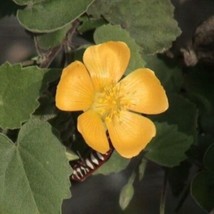 10 Abutilon Indicum Unique Perennial Seeds For Planting   - $19.50