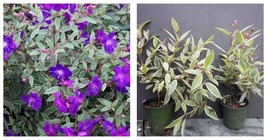 Tibouchina Lepidota grandifolia 4&quot; Pot Variegated Purple Princess Glory Plant - £65.30 GBP