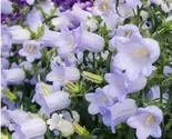 Lily Of The Valley Charming Blue-Purple Flowers Easy To Grow Garden - $6.00