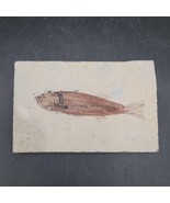 Stone Fish Fossil Plaque Green River Formation 3.5&quot; x 5.5&quot; - $755.16 MXN