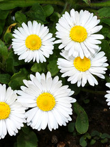 US Seller 500 Seeds White Mid Sing Daisy - £7.56 GBP