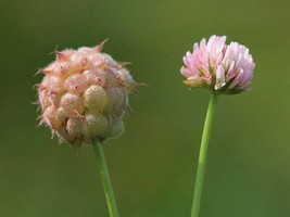 300 Strawberry Headed Clover Palestine Trifolium Fragiferum Pink Flower ... - £8.97 GBP