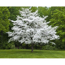 White Dogwood tree seedling - $59.95