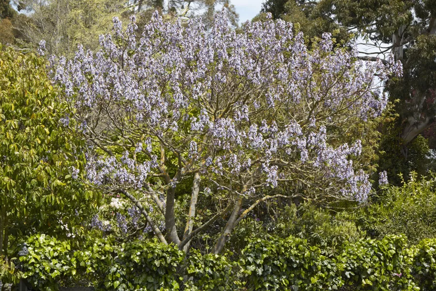 FARM 100 Royal Empress Tree Paulownia Tomentosa Purple Flowers Bulk Seeds - $9.25