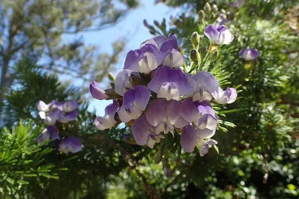 Psoralea Pinnata Psoralea Blue Butterfly-Bush 10 Seeds Fresh Garden - £23.23 GBP