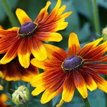 PS 500 Seed Gloriosa Daisy Seeds Store 1180 Fast Grow - $166.68 MXN
