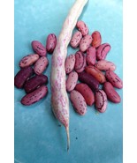 Andean Bush Bean -  productive rose-colored pinto bean - €4,97 EUR