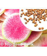 100 Watermelon Radish Seeds Chinese Red Meat Radish Xin Li Mei 55 Days F... - $173.80 MXN