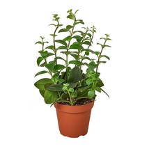 Lipstick Plant-3" Pot - $605.35 MXN