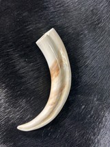 Warthog Tusk- 1 Genuine Polished Warthog Tusk - Average Size: 6 to 8 inches - $46.53