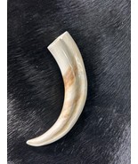 Warthog Tusk- 1 Genuine Polished Warthog Tusk - Average Size: 6 to 8 inches - $885.90 MXN