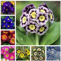 US Seller 50 Pcs Bag Multicolor Primula Seeds Colorful Flowers Seeds - £8.92 GBP