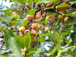 USA Seller 15 Siberian Crab Apple Seeds Malus Baccata Good To Zone 2 Free Shippi - $16.90