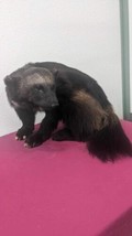 Ultra Rare Black Real Alaskan Wolverine Prime Fur Taxidermy - £2,247.44 GBP