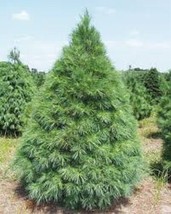 24&quot; White Pine Seedlings 4 per order - $49.99