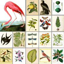 Vintage Art Pattern: Birds, Botanical, Garden: Buy 3 Get 4th Free-
show origi... - £5.79 GBP+