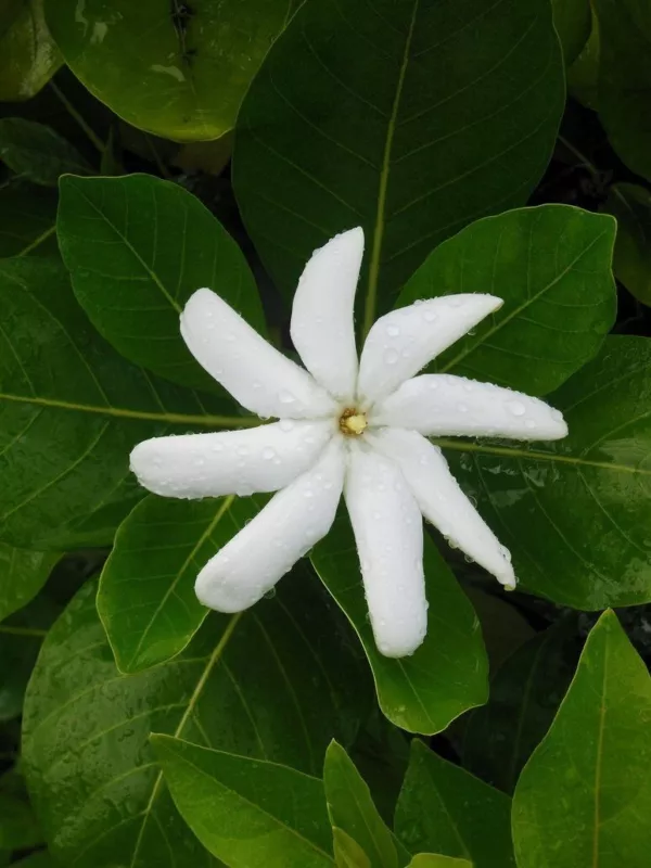 SINGLE Tahitian Gardenia Taitensis Jasminoides Intensely Fragrant Flower - £30.51 GBP