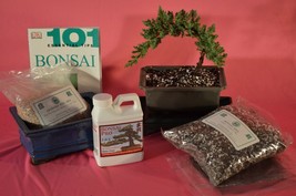 Bonsai Starter Kit, Beginner Kit, Japanese Juniper 3 Years Old, Including A Lots - £42.07 GBP